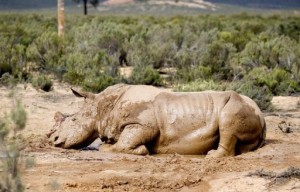 Afrique du Sud légaliser le commerce des cornes de rhinocéros