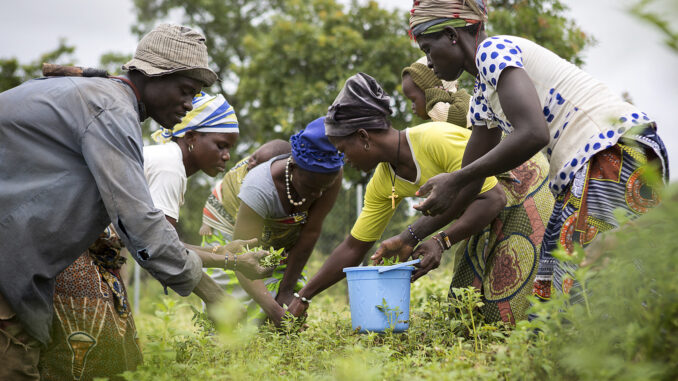 Reportage Togo/Bénin - Dossier Résolution - "L'agriculture sahélienne à l'épreuve du changement climatique"